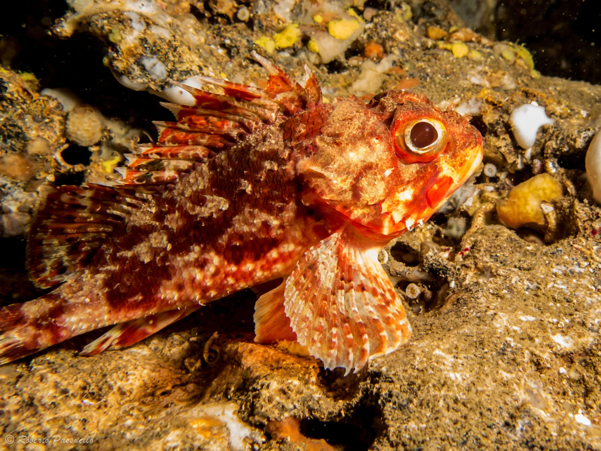 Goli Otok - Macinj dive site