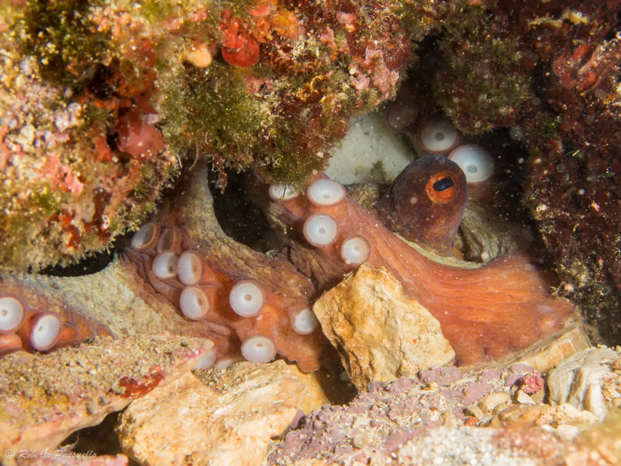 Octopus at Macinj