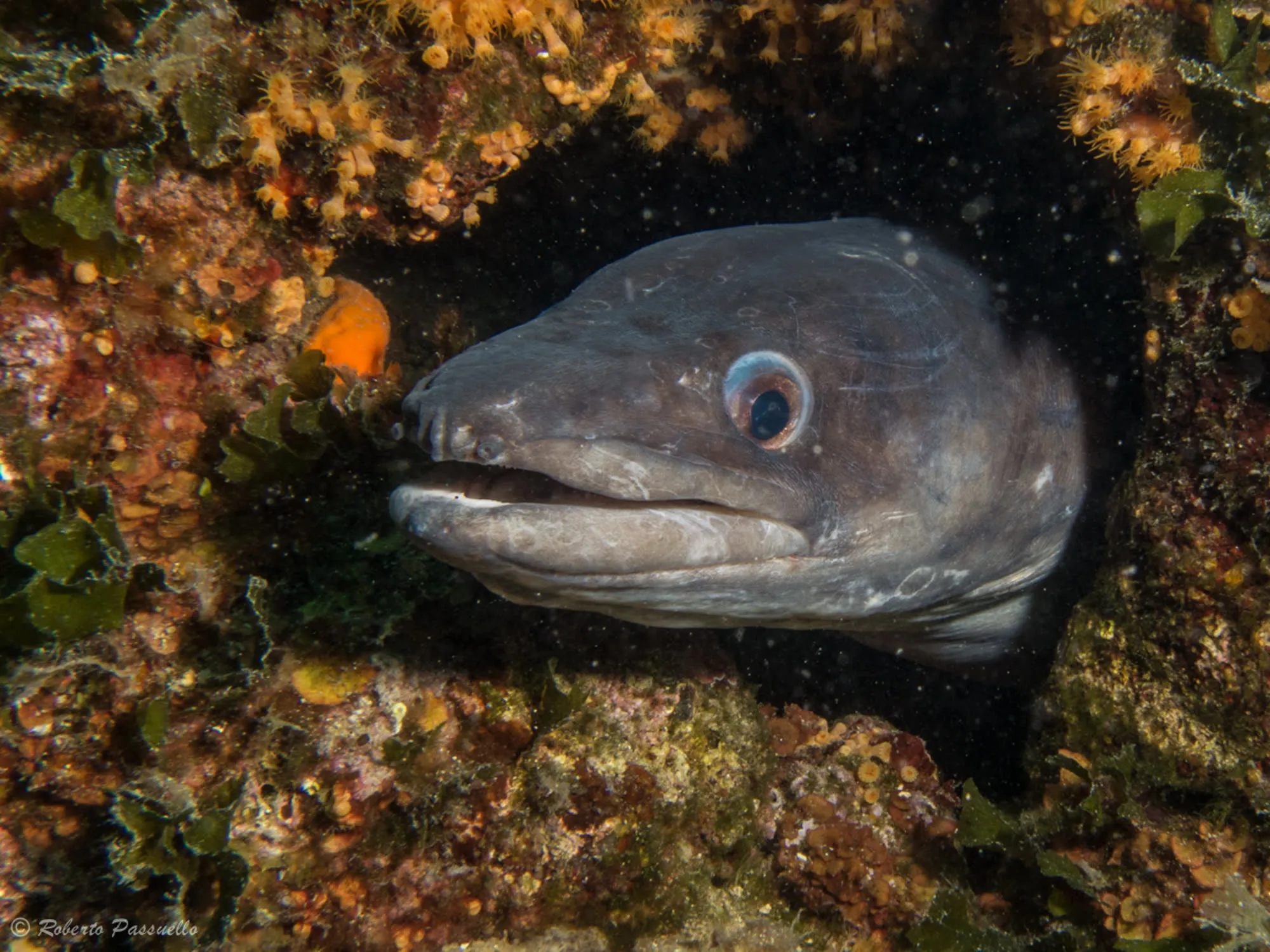 Moby Dick Diving