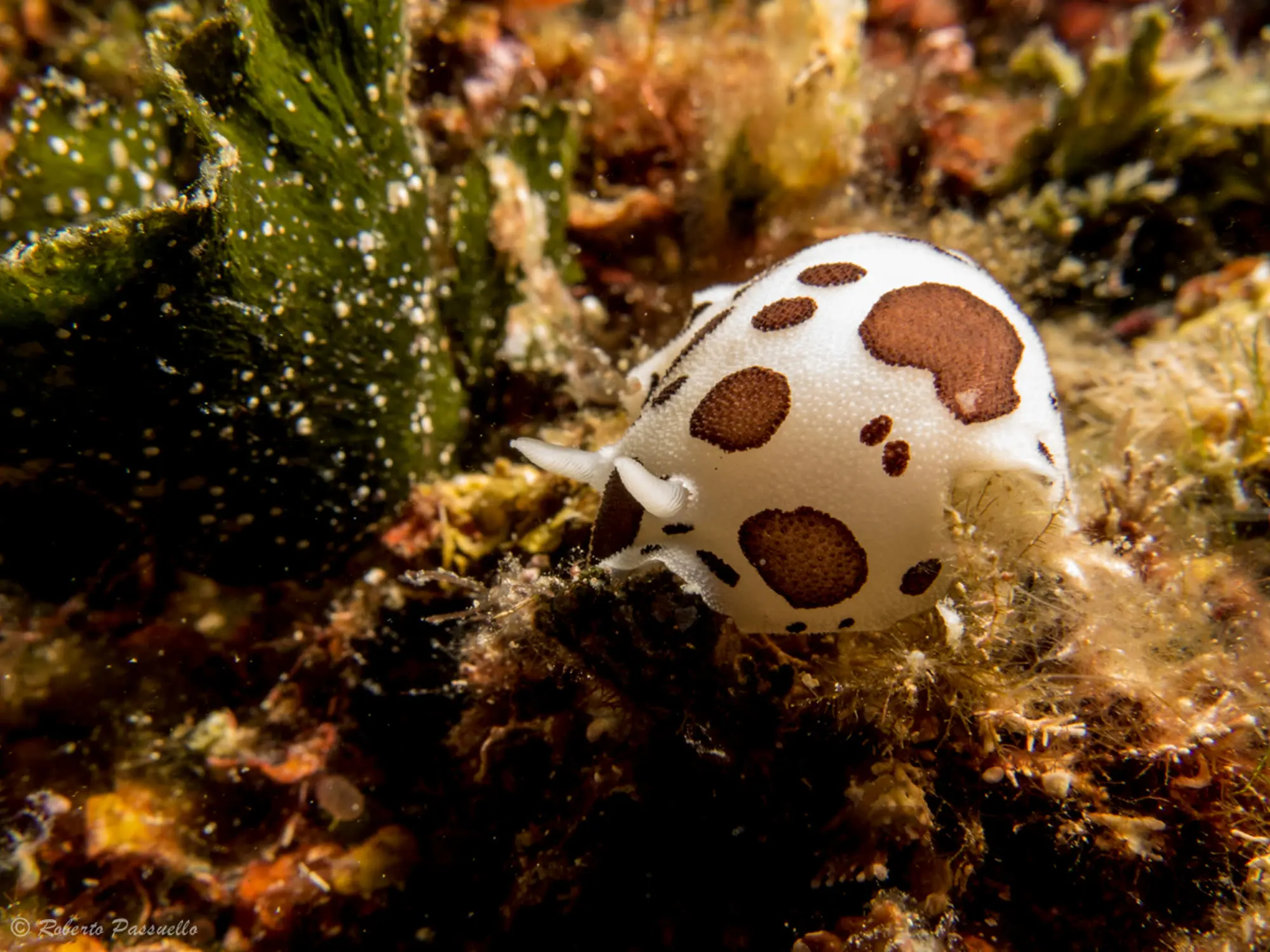 Spotted sea slug at Canyon