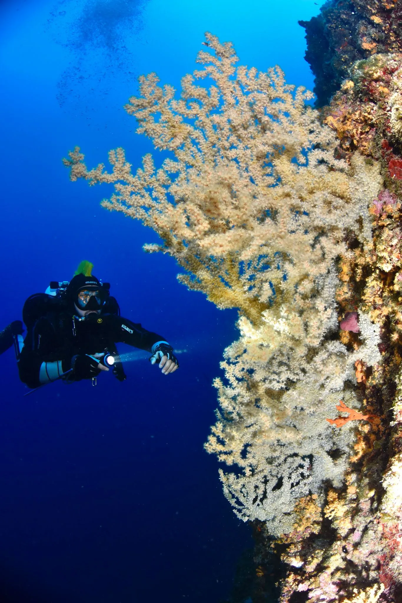 Moby Dick Diving