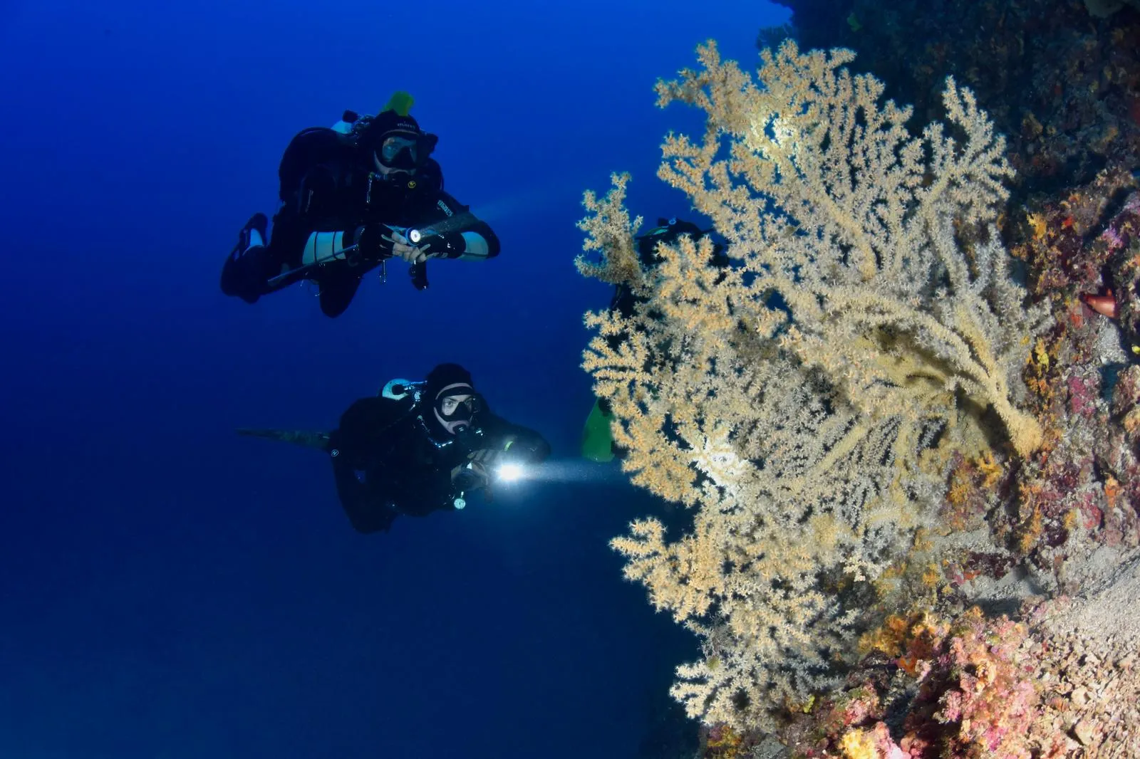 Divers exploring coral