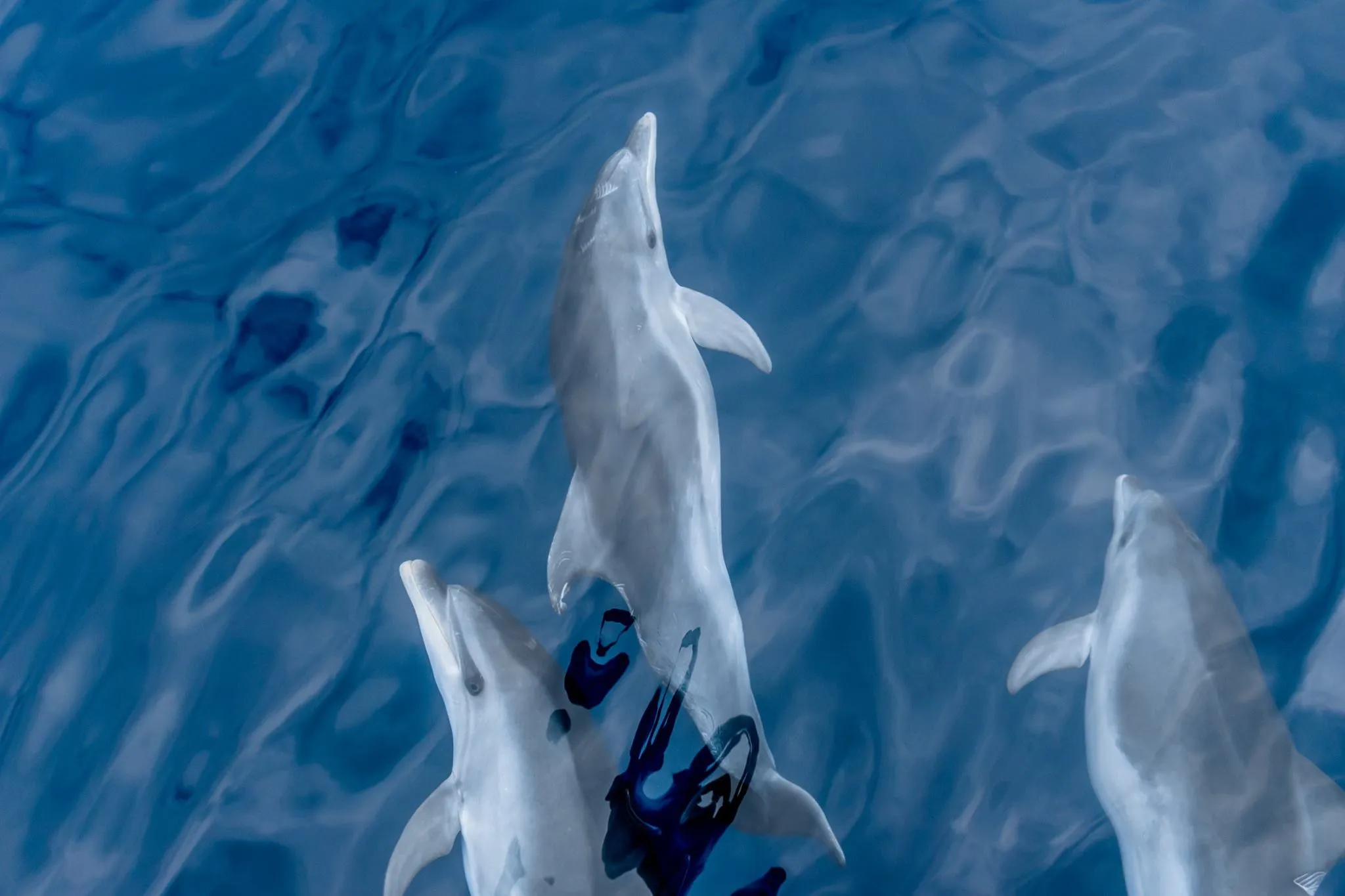 Moby Dick Diving