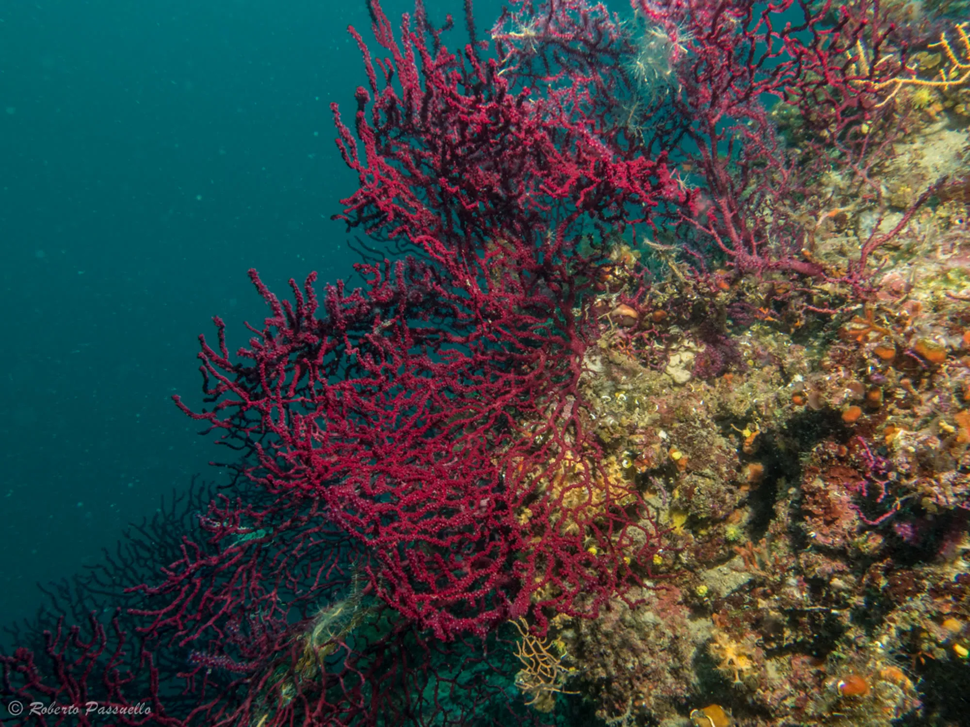 Moby Dick Diving