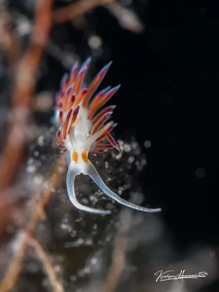 Moby Dick Diving