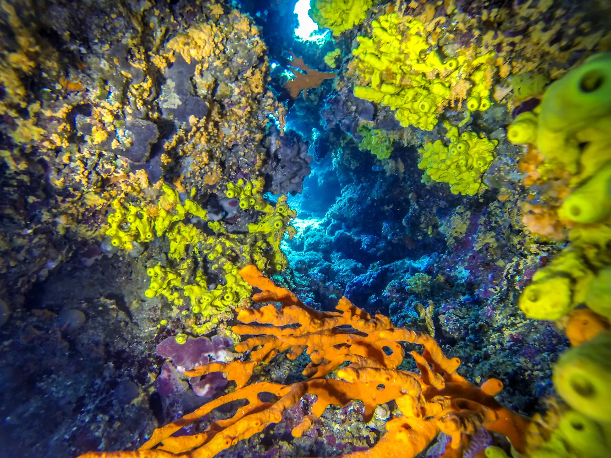 Moby Dick Diving