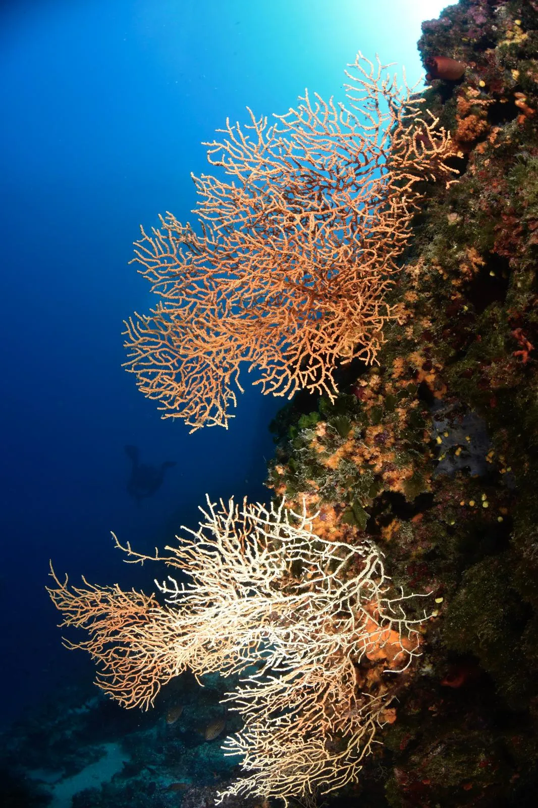 Moby Dick Diving