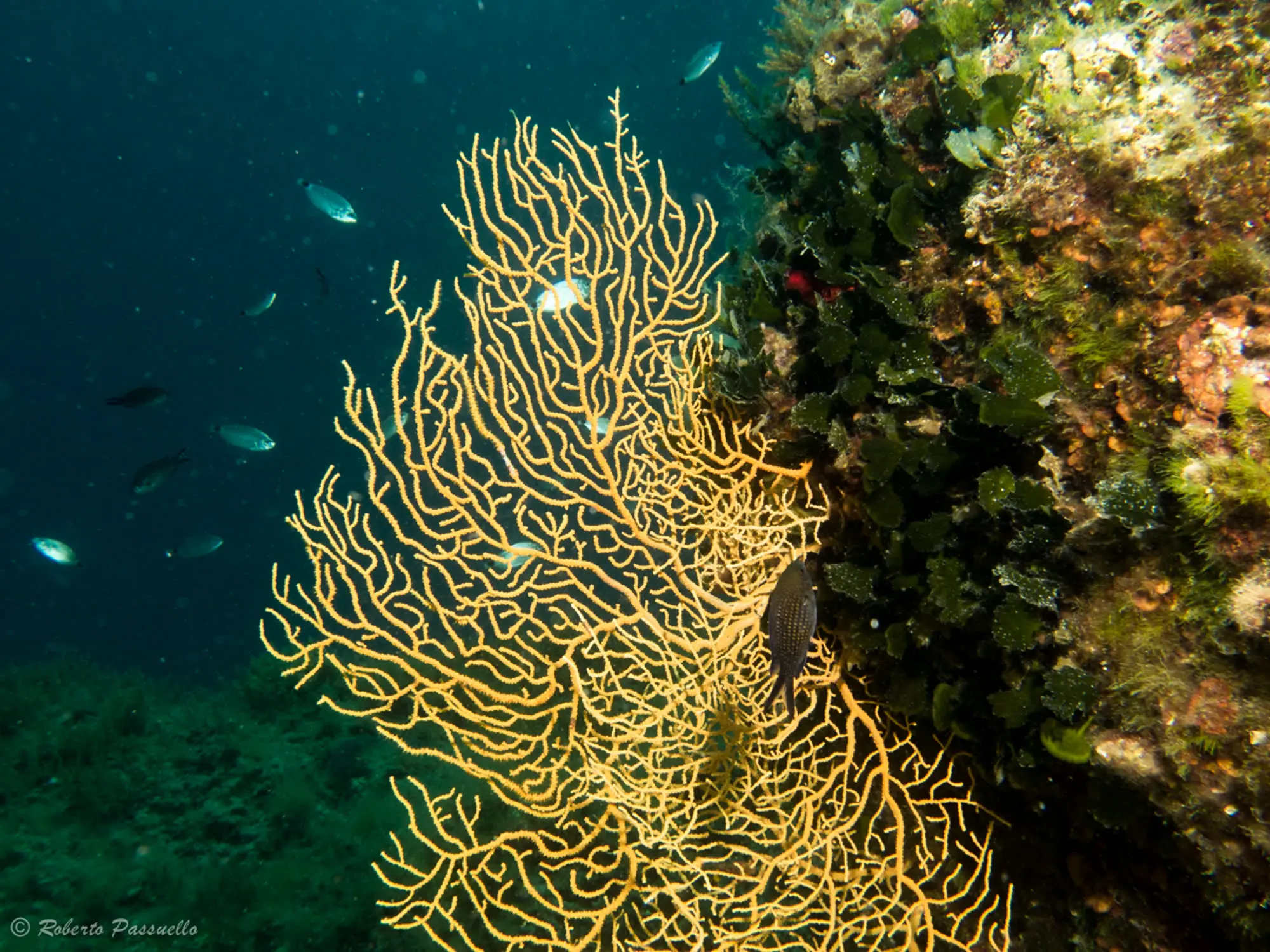 Yellow gorgonian at Macinj