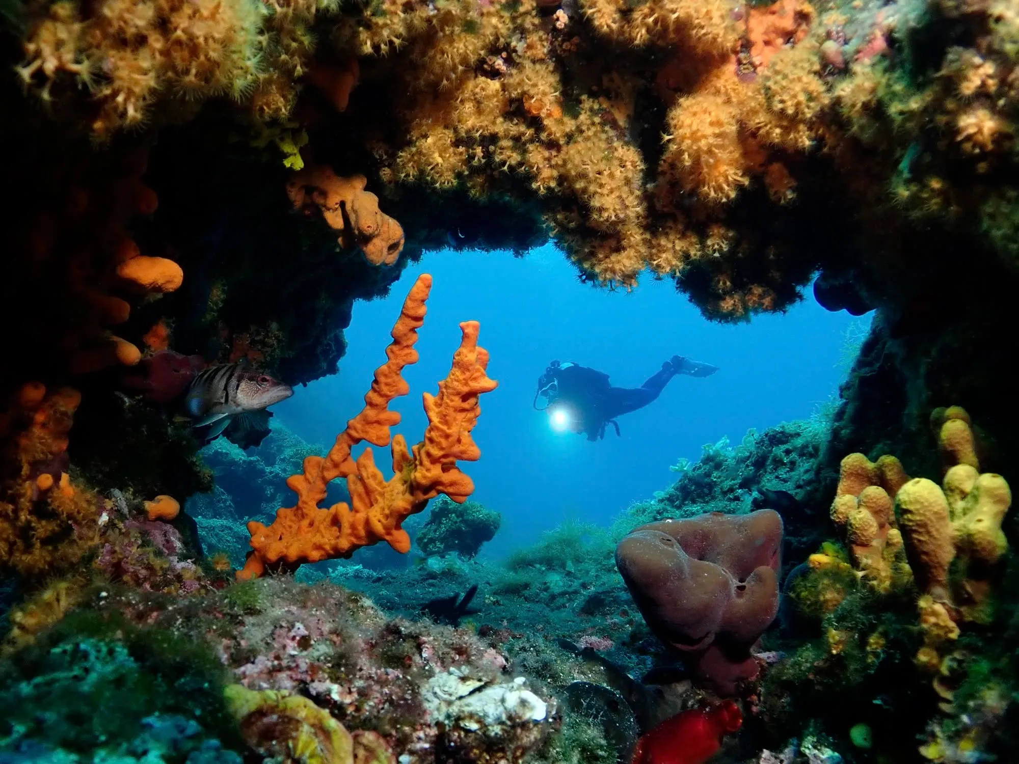 Moby Dick Diving
